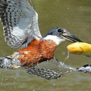 Rotbrustfischer (Ringed Kingfisher)

s835 PantanalHotel RingedKingfisher 9945a