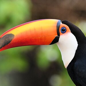 Riesentukan (Toco Toucan)

s605 PortoJofre TocoToucan 9882