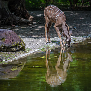 Antilope
