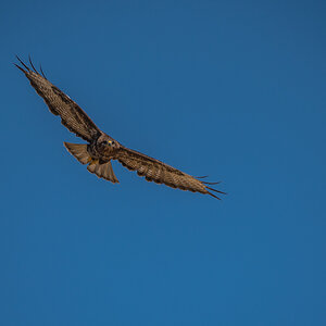Bussard