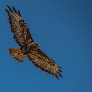 Bussard 2