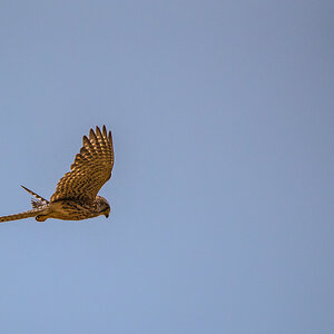 Turmfalke 2