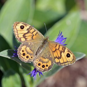 comp JEM 9314


Mauerfuchs