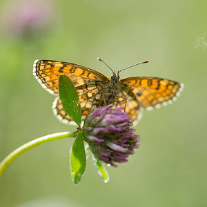 Wachtelweizen-Scheckenfalter (Melitaea athalia)
