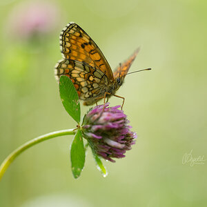Wachtelweizen-Scheckenfalter (Melitaea athalia)