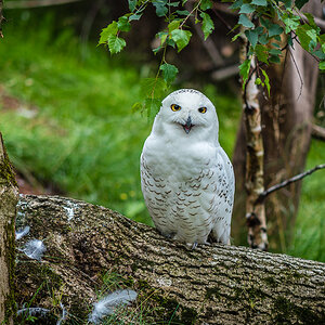 Schneeeule