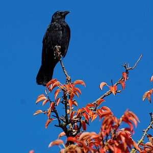 Krähe im Birnbaum