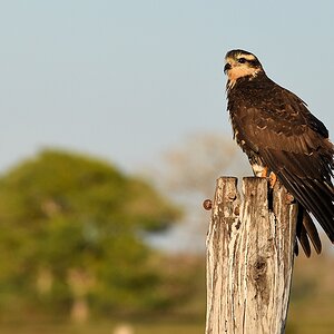 Frau Grauweihe (Cinereous Harrier)

s208 RioClaro CinereousHarrier 0687