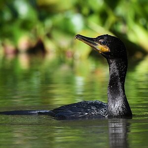 Olivenscharbe (neotropic cormorant)

s821 PantanalHotel OlivaceousCoromorant 3726