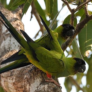 Nandaysittich (Black-hooded Parakeet)

s1040 RioClaro Black HoodedParakeet 6848