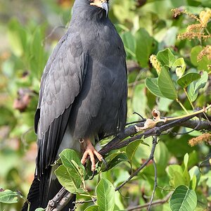 Schneckenweih auch Schneckenmilan (Snail Kite)

s1182 RioClaro SnailKite 8206 h