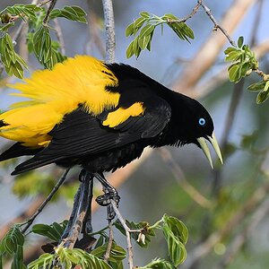 Gelbbürzelkassike auch Gelbrücken-Stirnvogel (Lawrence's Cacique) 

s1184 RioClaro Cacique 8315
