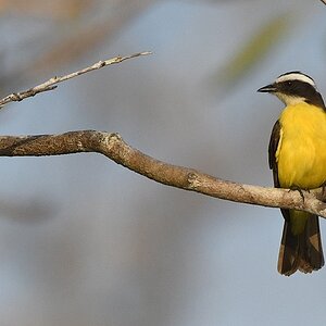 Schwefeltyrann auch Schwefelmaskentyrann (Great Kiskadee)

s1187 RioClaro GreatKiskadee 8400