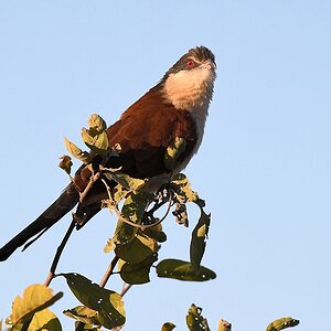 Senegalspornkuckuck (Senegal Coucal)

s380 Hwange SenegalCoucal 5529
