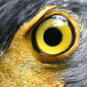 Schlangenweihe (Crested Serpent Eagle)

s254 Wilpattu CrestedSerpentEagle 1182