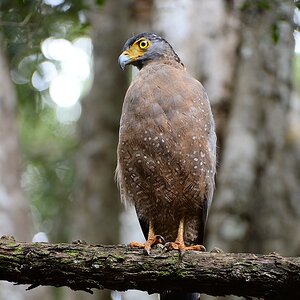 Schlangenweihe (Crested Serpent Eagle)

s254 Wilpattu CrestedSerpentEagle 8356 h
