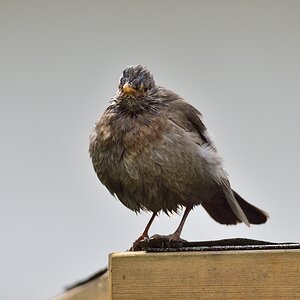 Amsel 02