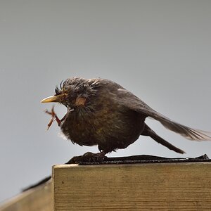 Amsel 03