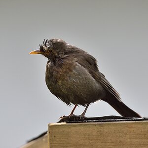 Amsel 04