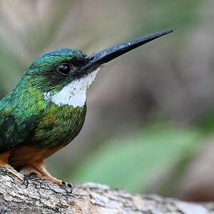 Rotschwanz-Glanzvogel (Rufous-tailed Jacamar)

s280 RioClaro Rufous TailedJacamar 3547