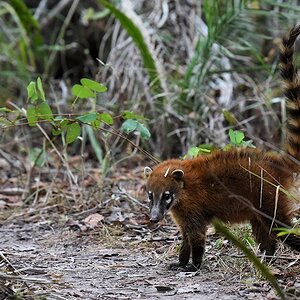 Nasenbär

s290 RioClaro Nasenbär 0737