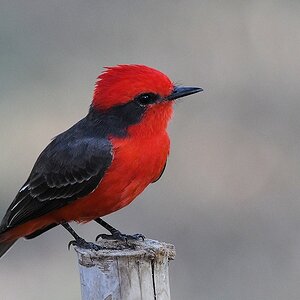 Rubintyrann, Männchen (Vermilion Flycatcher)

s370 PortoJofre VermilionFlycatcher 4945
