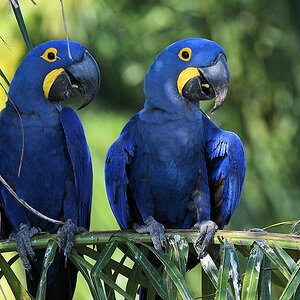Hyazinth-Aras (Hyacinth Macaw)

s377 PortoJofre HyacinthMacaw 5183a