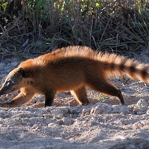 Nasenbär

s784 bHotelPantanal Nasenbär 2990