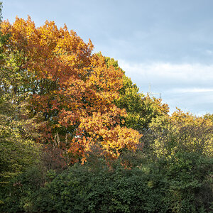 Herbst1