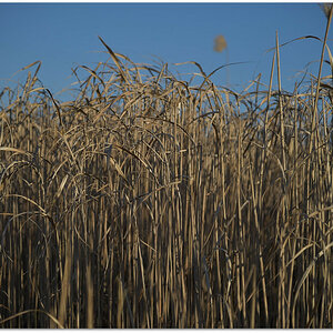 20180213 Feld 078
D5 + 24-120/4,0