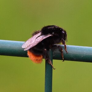 Hummel Kältestarre