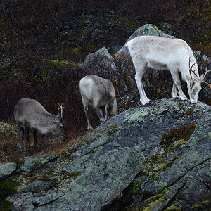 20181020 093938 norwegen 2018 rentiere