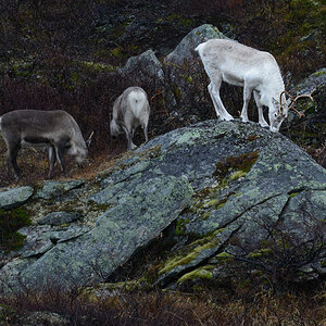 20181020 093949 norwegen 2018 rentiere