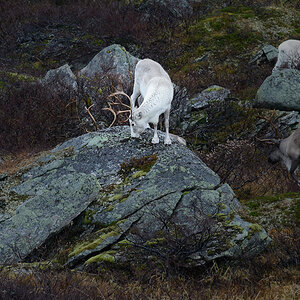 20181020 094026 norwegen 2018 rentiere
