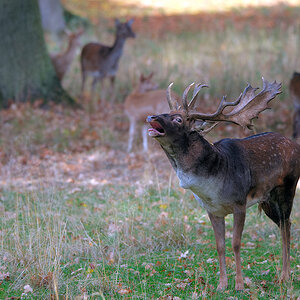 Damhirsch 7