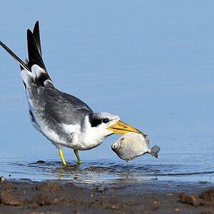 Großschnabel-Seeschwalbe (Large-billed Tern)

s180 Piuval BlackTern 0552