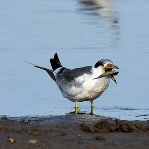 Großschnabel-Seeschwalbe (Large-billed Tern)

s180 Piuval BlackTern 0660