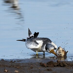 Großschnabel-Seeschwalbe (Large-billed Tern)

s180 Piuval BlackTern 0663
