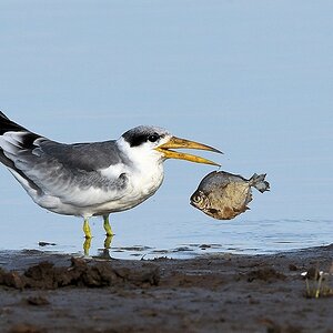 Großschnabel-Seeschwalbe (Large-billed Tern)s

180 Piuval BlackTern 0680