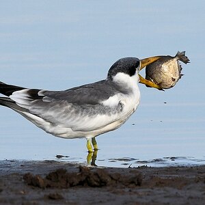 Großschnabel-Seeschwalbe (Large-billed Tern)

s180 Piuval BlackTern 0690