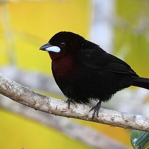Purpurtangare, Silberschnabeltangare (Silver-beaked Tanager)

s710 PantanalHotel Silver BeakedTanager 1616