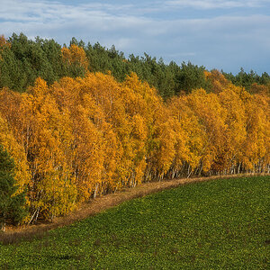 Herbstlicher Waldrand