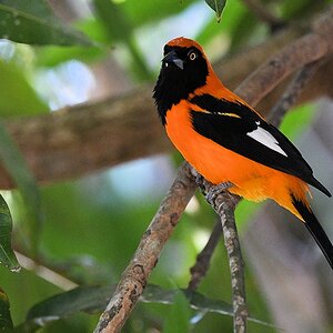 Orangerückentrupial (Orange-backed Troupial)

s772 PantanalHotel Orange BackedTroupial 2741