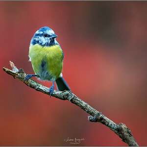 Blaumeise