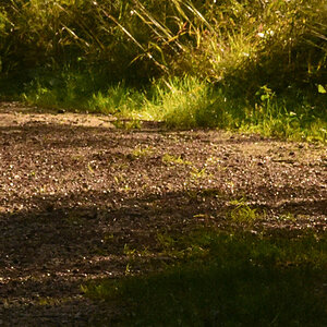 DSC 2731 orig forum crop