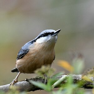 comp DSC 1514
