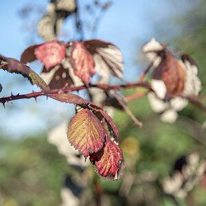 Herbst2
