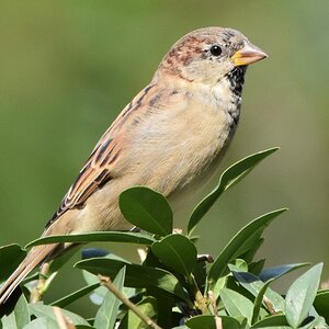 Spatz