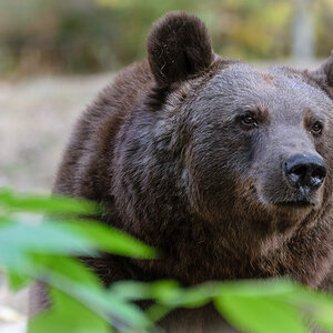 Braunbär im Tierpark Bad Mergentheim