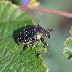 comp JEM 9929

Rosenkäfer